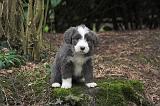 BEARDED COLLIE 473